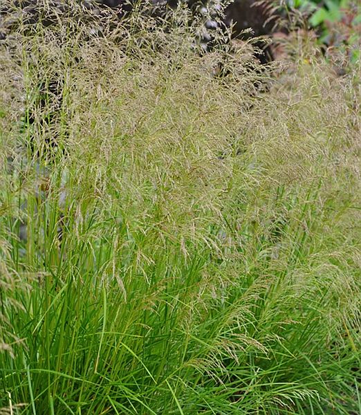 Deschampsia cespitosa ‘Goldtau’